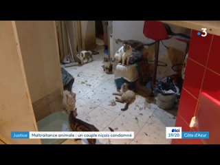 Во Франции 68-летнюю женщину обязали выплатить 150 тысяч евро за кошачье безумие на дому
