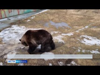 В Ярославском зоопарке проснулись братья-бурые медведи Ума и Топа