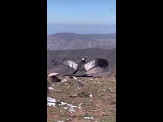 The Andean Condor is a huge bird with wings over 10 feet wide that allow it fly high above the Andes Mountains