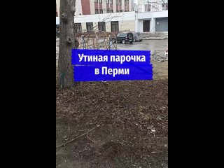 Утка и селезень гуляют по Перми