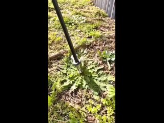 Корнеудалитель - полезный инструмент для дачников и садоводов!