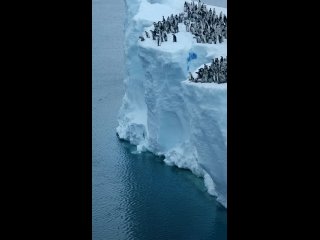Птенцы императорских пингвинов прыгают с 15 метровой ледяной скалы, чтобы совершить свое первое плавание в водах Антарктики