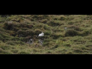 [MPB] Searching For Scottish Mountain Hares | MPB