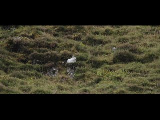 MPB Searching For Scottish Mountain Hares | MPB