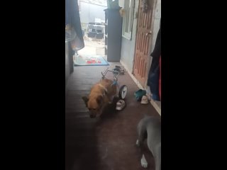 Видео от БАЛТО Мини-приют для бездомных собак Сочи