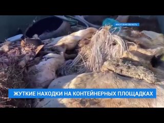 🔴 ⚠️ Останки животных стали появляться на контейнерных площадках в Иркутской области.