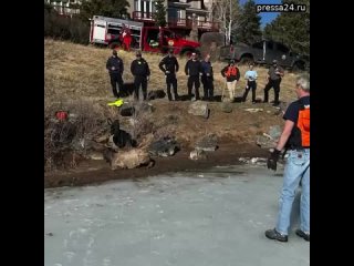 Добрый дайджест  В США спасли угодившего под лед оленя Животное вышло на тонкий лед пруда и упало в