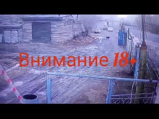 собак задавил в Краснокаменске (18+)