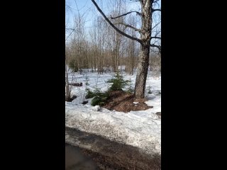 Видео от Группа рыжего оленя и ненецкого котика