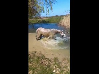 Видео от Ход конём 89788000979 Севастополь, Фиолент