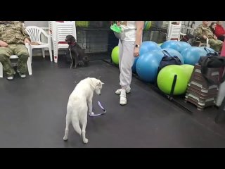 Видео от Дрессировка собак в Омске