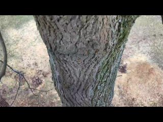 Видео от Спил деревьев Александров