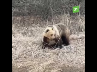 Медведя, которого заметили южноуральцы на трассе, вернут в дикую природу