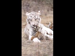 Белые тигры🐯

Цветные (мутировавшие) разновидности бенгальских тигров.
