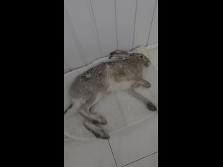 Video by Центр реабилитации диких животных Дом Зайца