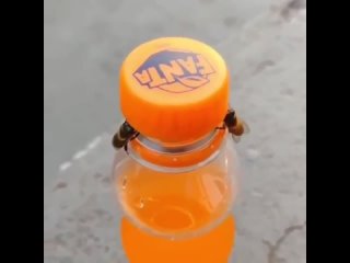 Видеодокумент о том как две пчелки откручивают крышку у бутылки с фантой
