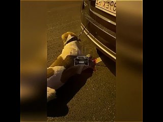 Женщина волокла привязанную собаку за машиной
