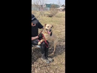 Центр помощи бездомным животным “Счастье-собаке“tan video