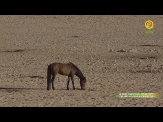 1080 | Борьба за выживание. Пляжная жизнь - ниша для чепрачного шакала