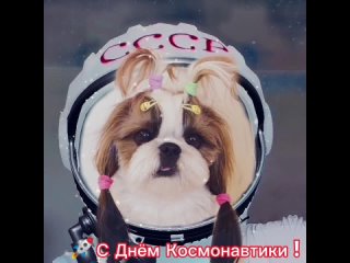 С Днём Космонавтики ❗🚀 Ши-тцу Малинка🍓