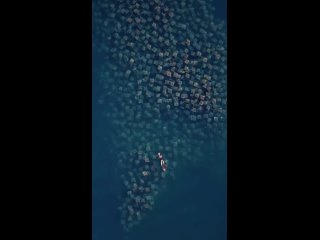 Плавание с тысячей скатов Мобула.mp4