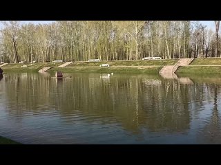 Сегодня в пруд городского парка выпустили лебедей и уток  🦢🦆