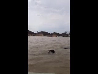 В поселке Ивановское в Оренбурге двое парней спасли кошку, которая обреченно плавала на доске посреди потопа