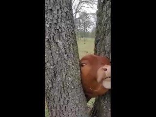 Young cow stuck between two trees ... looks funny but not when you are the cow
