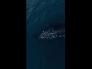 Видео от Горбатые киты/humpback whales (wildlife)