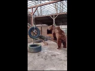 Видео от РКЦентр ВЕЛЕС  помощь диким животным