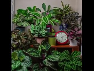 A day in the life of some plants
