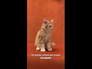 Видео от Сибирские котята и кошки.Питомник Vivalavita*RU