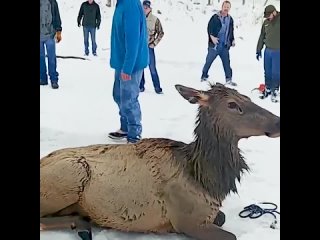 Вызволение оленей.