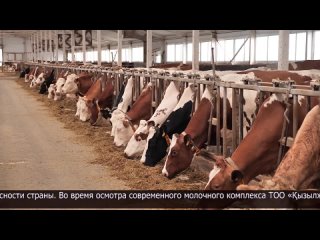 Олжас Бектенов посетил молочный комплекс ТОО ызылжар Ст.mp4