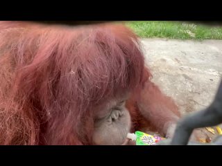 Умница Дана. Она знает как открутить крышку на соке! Умный орангутан из Тайгана.