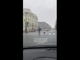 Собака решила «заминировать» пешеходный переход в центре Петербурга