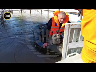 Обстановка в затопленном Оренбурге. Сотрудники МЧС прочёсывают СНТ в поисках людей и животных
