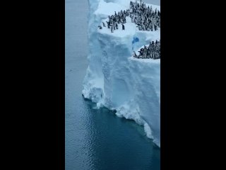Птенцы императорских пингвинов прыгают с 15-метрового ледника