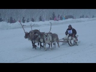 Воркута. День города. Гонки на оленьих упряжках.