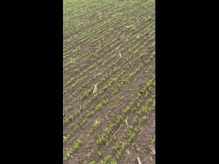 Видео от Элитные семена от производителя ООО “Агро“
