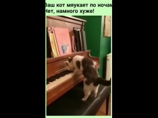 Кот музыкант