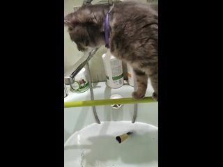Видео от Моя кошка Муся!