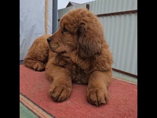 Видео от Тибетский мастиф/Tibetan mastiff.Продажа щенков.