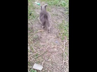 Видео от Помощь кошкам «Кошачье царство» | Кошки Воронежа