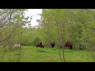 Video by Подворье ГЛОРИЯ | Волоколамск