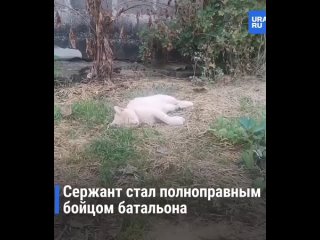 Кот российского сапера прошел 10 км в поисках хозяина на фронте