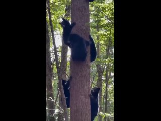 Медведи массово забираются на одно дерево, увидев нечто страшное