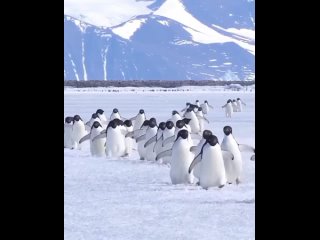 Весёлая походка пингвинов.