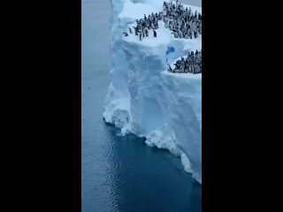 Птенцы императорских пингвинов прыгают с 15 метровой ледяной скалы, чтобы совершить свое первое плавание в водах Антарктики.