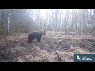 Медведь после спячки попозировал на камеру в заповеднике Ленобласти